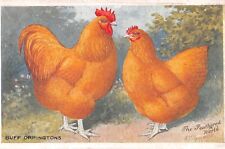 Poultry buff orpingtons for sale  CROWBOROUGH