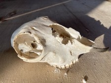 Small sheep skull for sale  PAR
