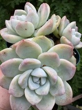 Echeveria ice green for sale  Rohnert Park