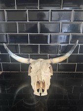 Real bulls skull for sale  LEICESTER