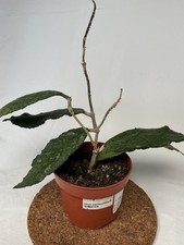 Hoya clemensiorum sumatra for sale  LONDON