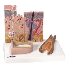 Scientific hautschnitt anatomi gebraucht kaufen Scientific hautschnitt anatomi gebraucht kaufen  Stolberg (Rhld.)