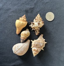 Unique hermit crab for sale  Wheeling