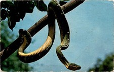 Philadelphia zoological garden for sale  USA