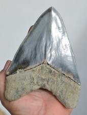 Massive 5.8 megalodon for sale  UK