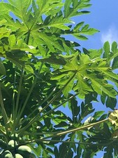 Live papaya tree for sale  Kennett Square