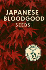 Bloodgood japanese maple for sale  Lumberton