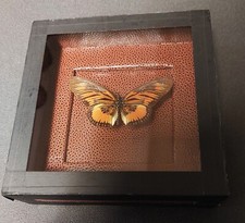 Natural history entomology d'occasion  Expédié en Belgium