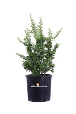 Pianta pyracantha coccinea usato  Santeramo in Colle