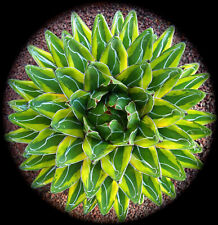 agave variegated usato agave variegated usato Napoli