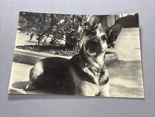 Cane cagnolino ritratto usato  Bari