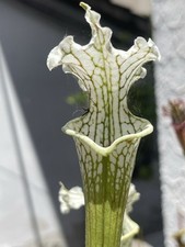 Pianta carnivora Sarracenia  leucophylla L2MK Tall form Citronella Alabama Torba na sprzedaż  Wysyłka do Poland