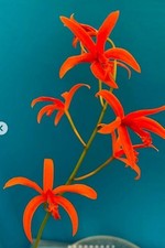 Laelia sanguiloba orchid for sale  San Francisco
