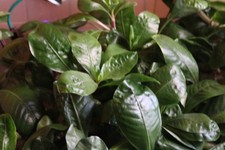 Aquarium schwimmendes papageie gebraucht kaufen Aquarium schwimmendes papageie gebraucht kaufen  Wurzen