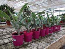 Aechmea fasciata 45cm usato  Foligno