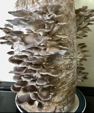 Mushroom grow kit for sale  WORCESTER