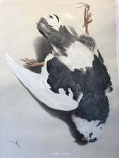 Pigeon ramier d'occasion  Expédié en Belgium