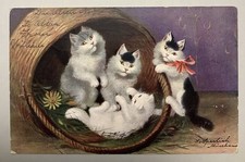black kittens for sale black kittens for sale Trumbull