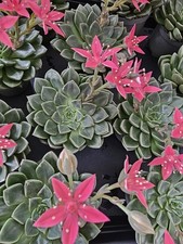 Celeste hoya graptopetalum usato  Spedire a Italy
