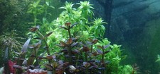 Riccia warf stems usato  Baschi