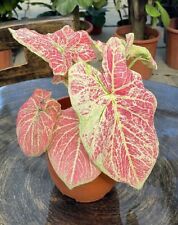Authentic caladium majestic d'occasion  Expédié en Belgium