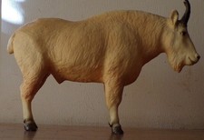 rocky mountain horse for sale rocky mountain horse for sale Clarksville