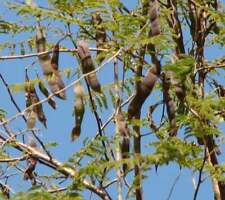 Acacia senegalia catechu d'occasion  Expédié en Belgium