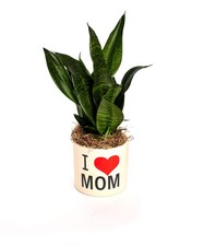 Love mom snake for sale  North Platte