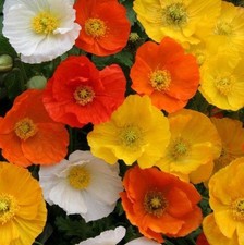 Dwarf poppy garden for sale  UK