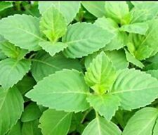 tulasi plant for sale tulasi plant for sale Woodbridge