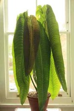 King veitchii anthurium for sale  Mobile