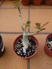 Adenium obesum d'occasion  La Seyne-sur-Mer