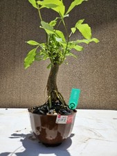 Old european ash for sale  Westminster