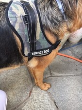 Pettorina cane usato  Virle Piemonte