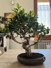 Bonsai ficus retusa usato  Trescore Balneario