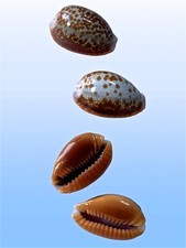 Cypraea helvola argella usato  Roma
