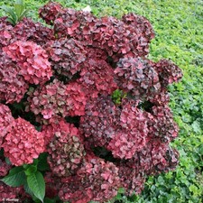 Hydrangea macrophylla chocolat for sale Hydrangea macrophylla chocolat for sale  HORSHAM