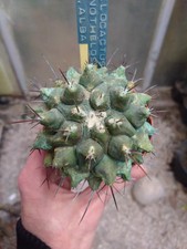 Thelocactus conothelos var. usato  Civitanova Marche