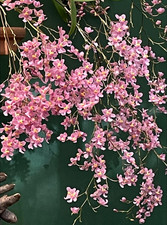 oncidium sharry baby for sale oncidium sharry baby for sale LONDON