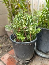 10x cuttings crassula for sale  Chino
