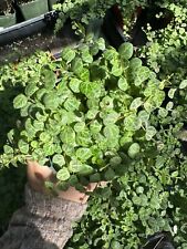 Peperomia prostrata string for sale  Garden Grove