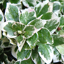Euonymus fortunei emerald for sale  UK
