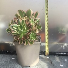 Aeonium green witch for sale  GRAVESEND