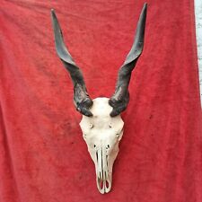 Taxidermie grand trophée d'occasion  Moulins