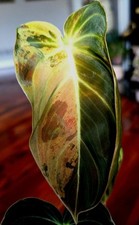 Rare philodendron melanochrysu for sale  Glenmoore