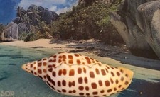 Scaphella junonia shell for sale  Orlando