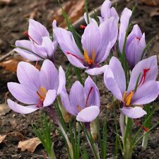 Saffron autumn crocus for sale  Marietta