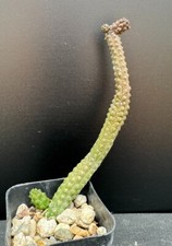 Echidnopsis dammanniana branch for sale  Marana