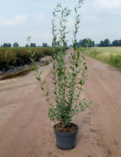 1st liguster valifolium gebraucht kaufen  Saterland