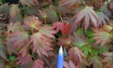 Japanese maple haru for sale  USA